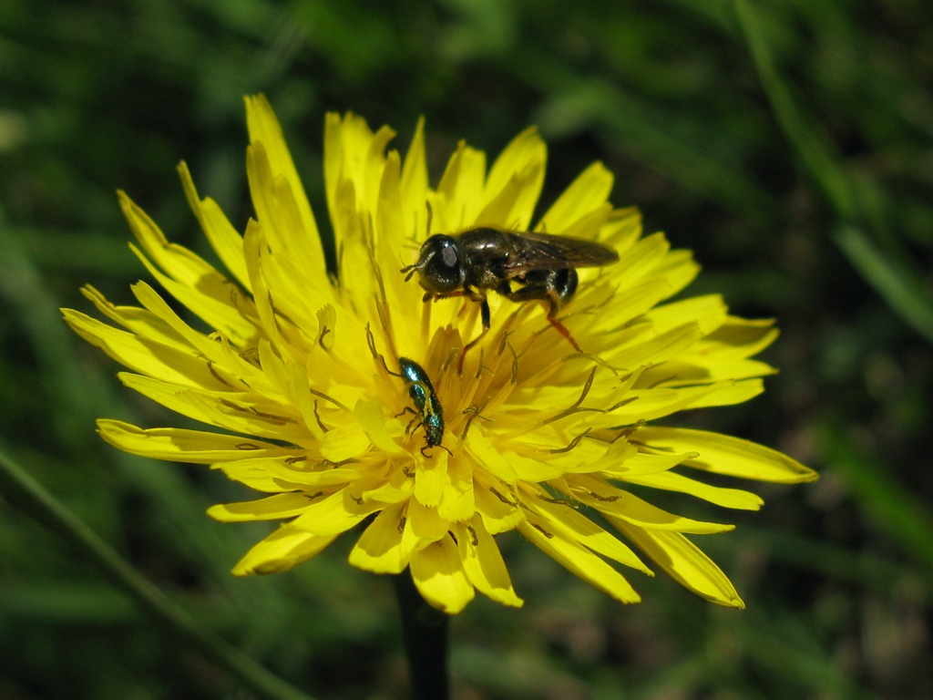 Stratiomyidae? No. Syrphidae: Merodon sp.